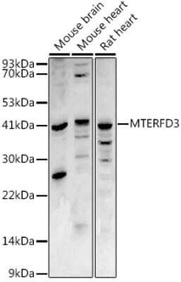 Western Blot MTERFD3 Antibody - BSA Free